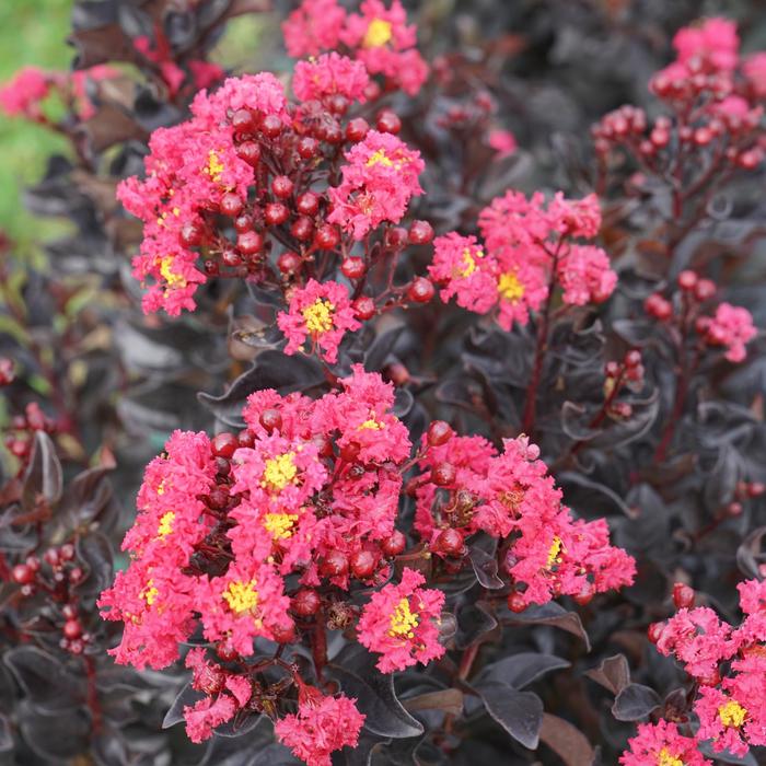 Crape Myrtle Center Stage Red PW 1Gal