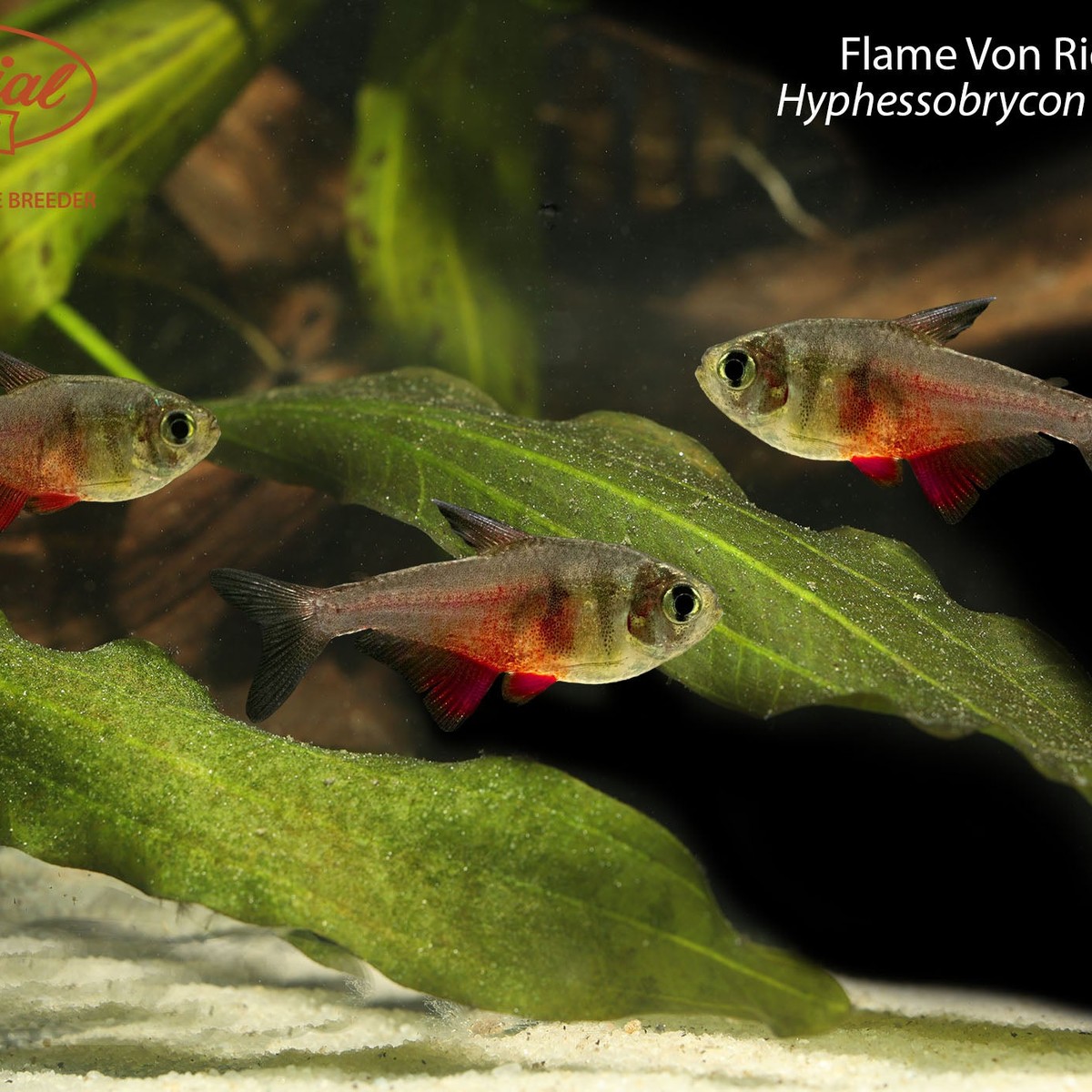 Von Rio Flame Tetra
