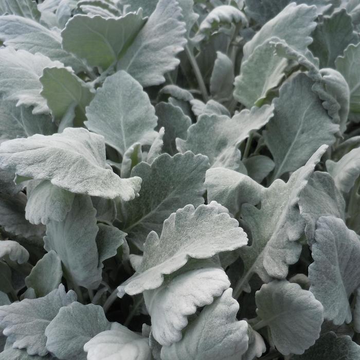 Snowflake Dusty Miller Silver Feather 1 Gal