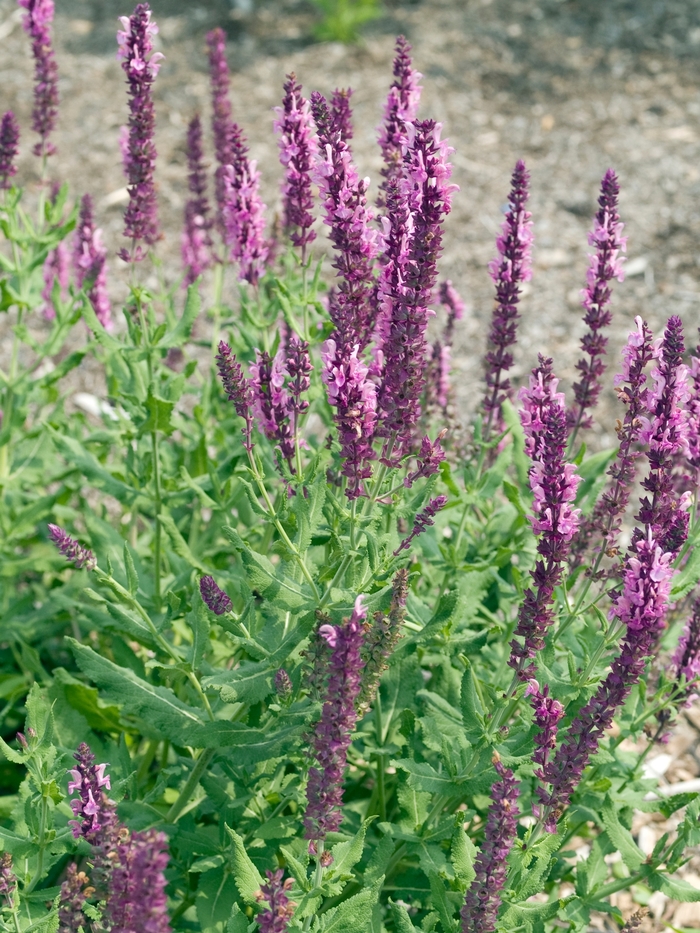 Salvia Spike's Dream 1 Gal