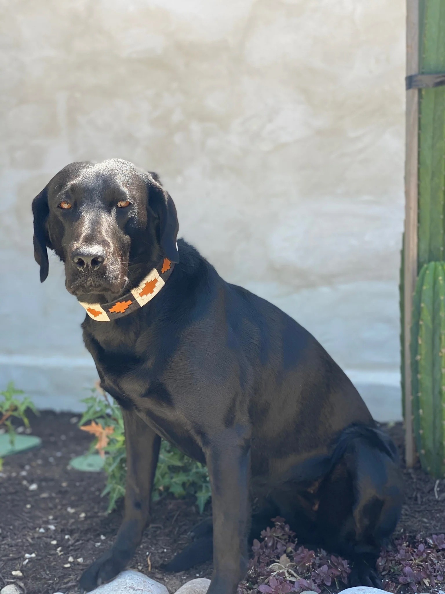 Zilker Belts - Antone's Dog Collar