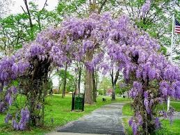 Lavender Falls Wisteria