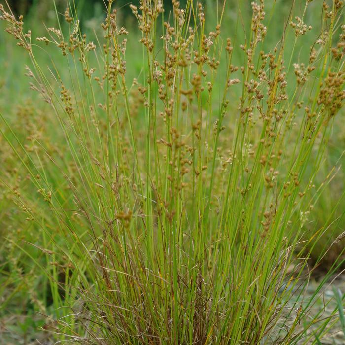 Juncus Blue Dart 5 Gl