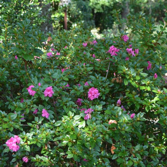 Azalea Encore Autumn Rouge 3 Gal