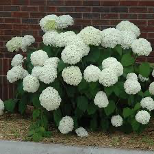 Incrediball Hydrangea, 2 gallon