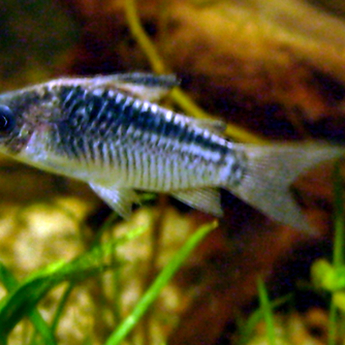 Elegans Cory (corydoras elegans)