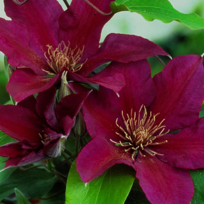 Clematis Piilu 2 Gal
