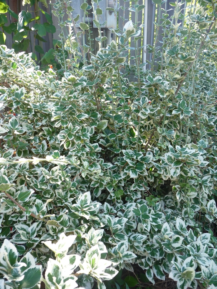 Euonymus Emerald N Gold 5 Gal