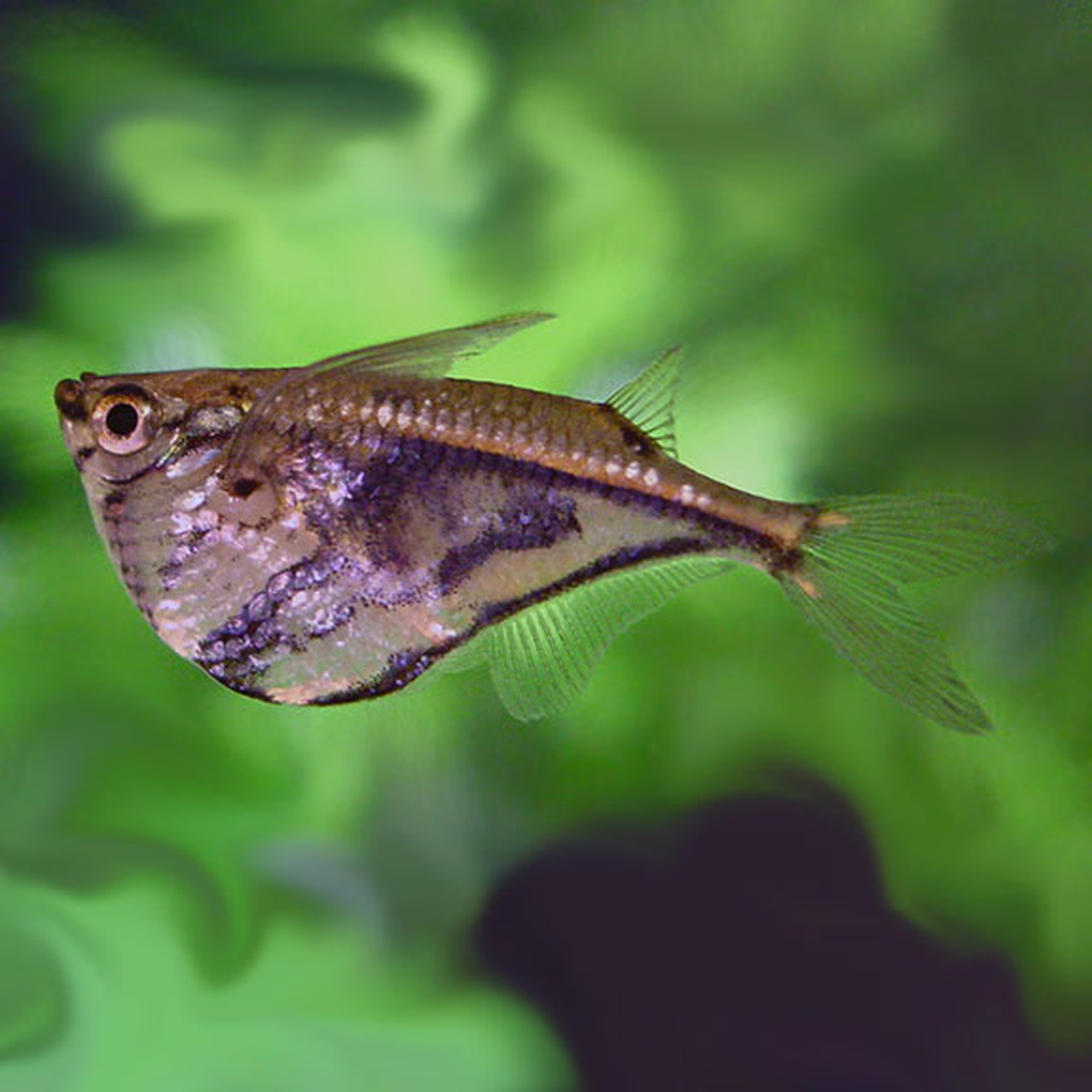 Marble Hatchetfish
