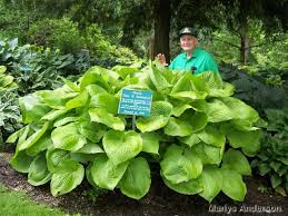 Sum & Substance Hosta, 1 gallon