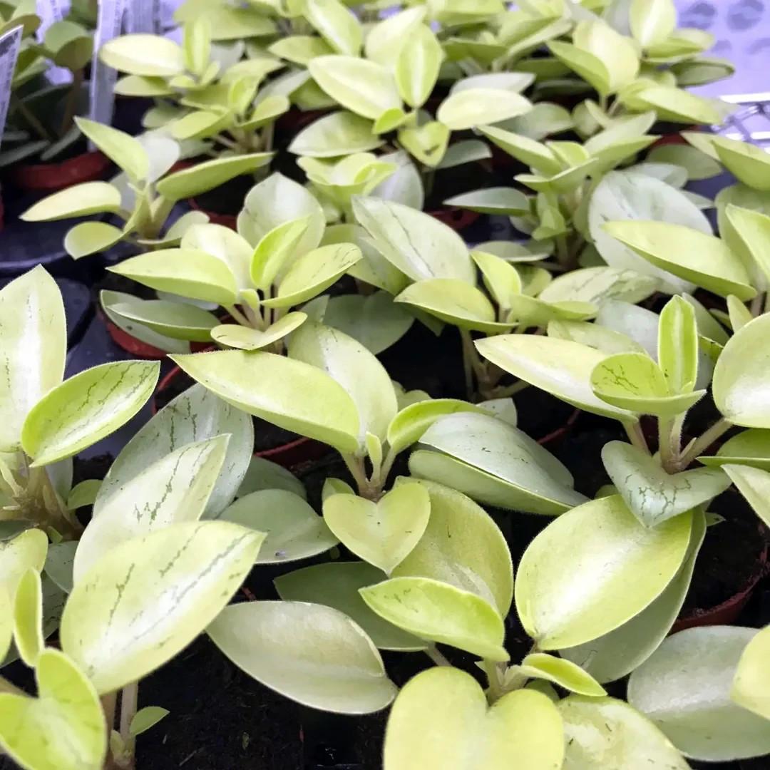 1x Mini Plug Peperomia Orba ‘Pixie Lime’ – Semi-Succulent Houseplant, Easy Care
