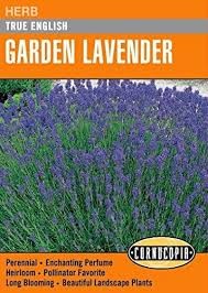 True English Lavender Seed Pack