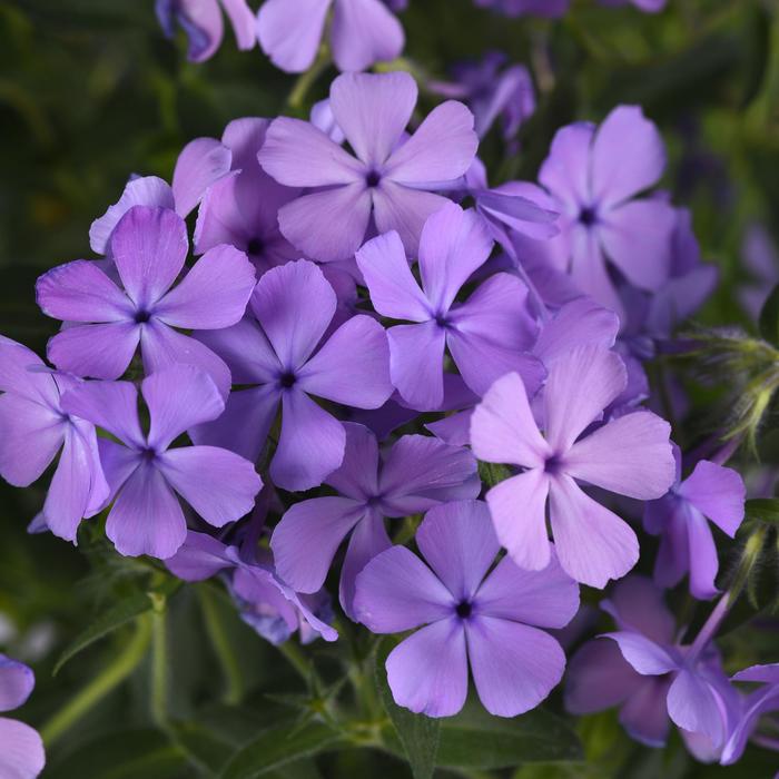 Phlox Candy Cloud Pink 1 Gal