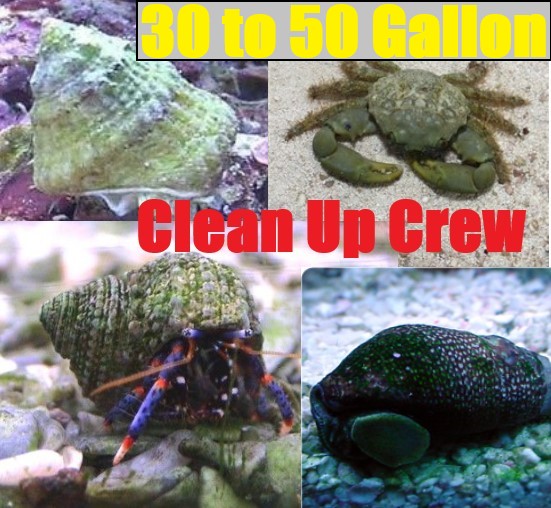 30-50 Gallon CLEAN UP CREW-Blue Leg Hermit Crab, Astraea Snail, Emerald, Cerith