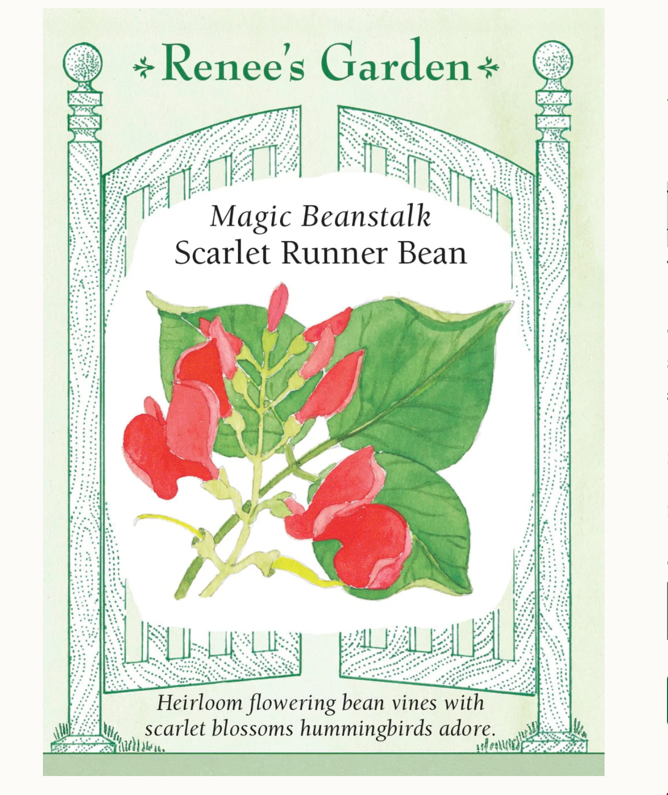 Renee's Garden | Magic Beanstalk Scarlet Runner Bean