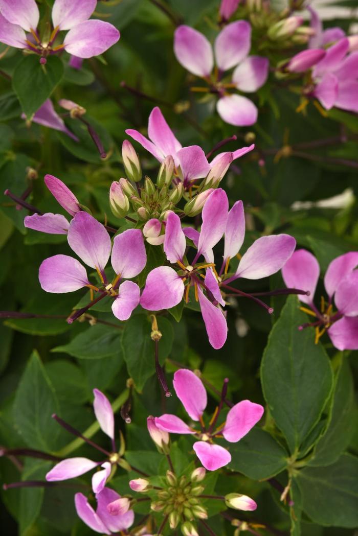 Cleome 1 Gal
