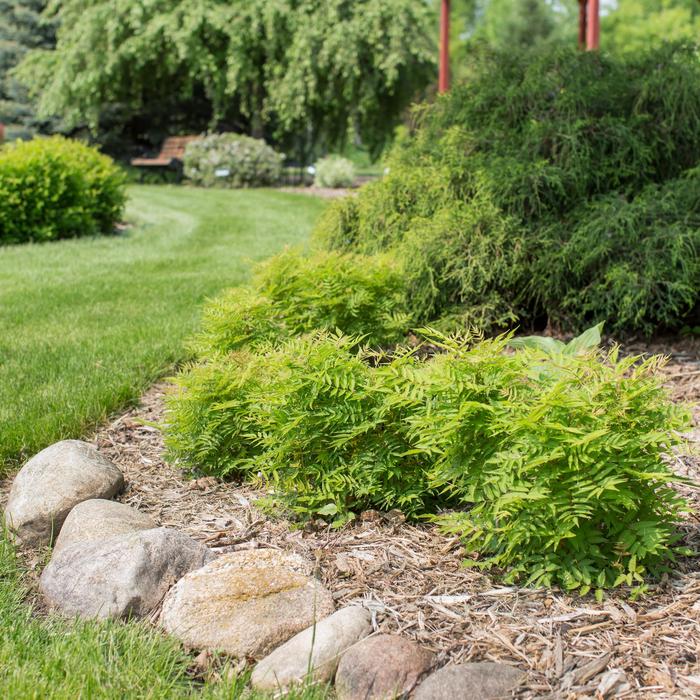 Sorbaria Cherry On Top 2 Gal