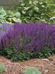 East Friesland Meadow Sage (Salvia)