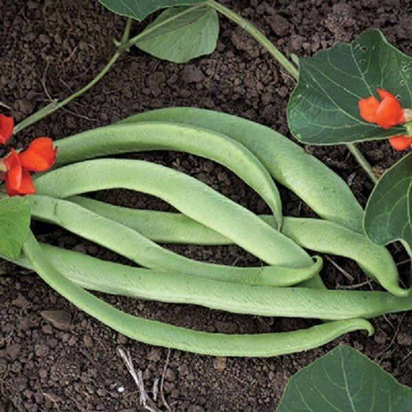 2x Runner Bean 'Lady Di' Plug Plants – Stringless, Long Pods