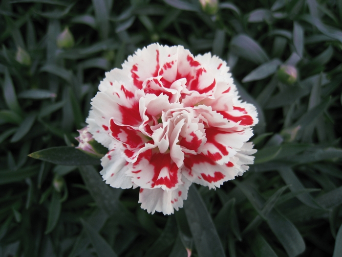 Dianthus Super Trouper Scarlet 1 Gal