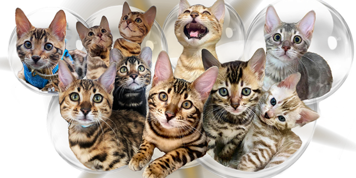 Apple Pay / Google Pay / Square