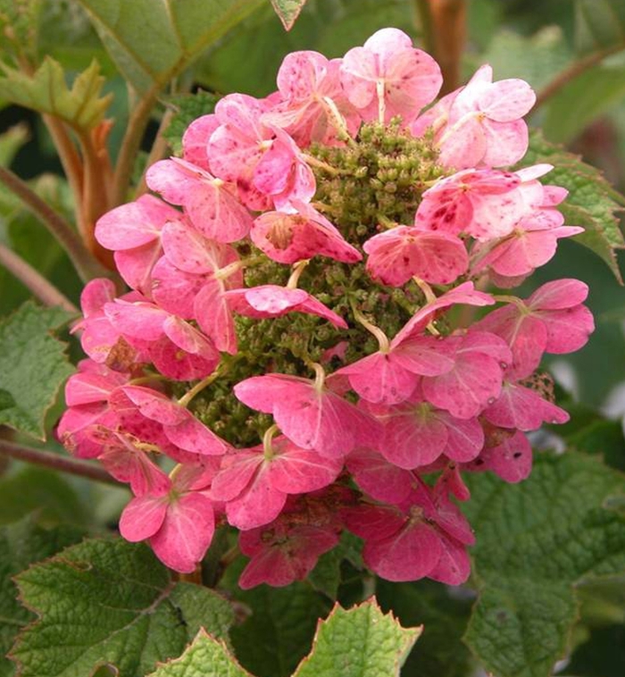 Hydrangea Semmes Beauty Oakleaf 3 Gal