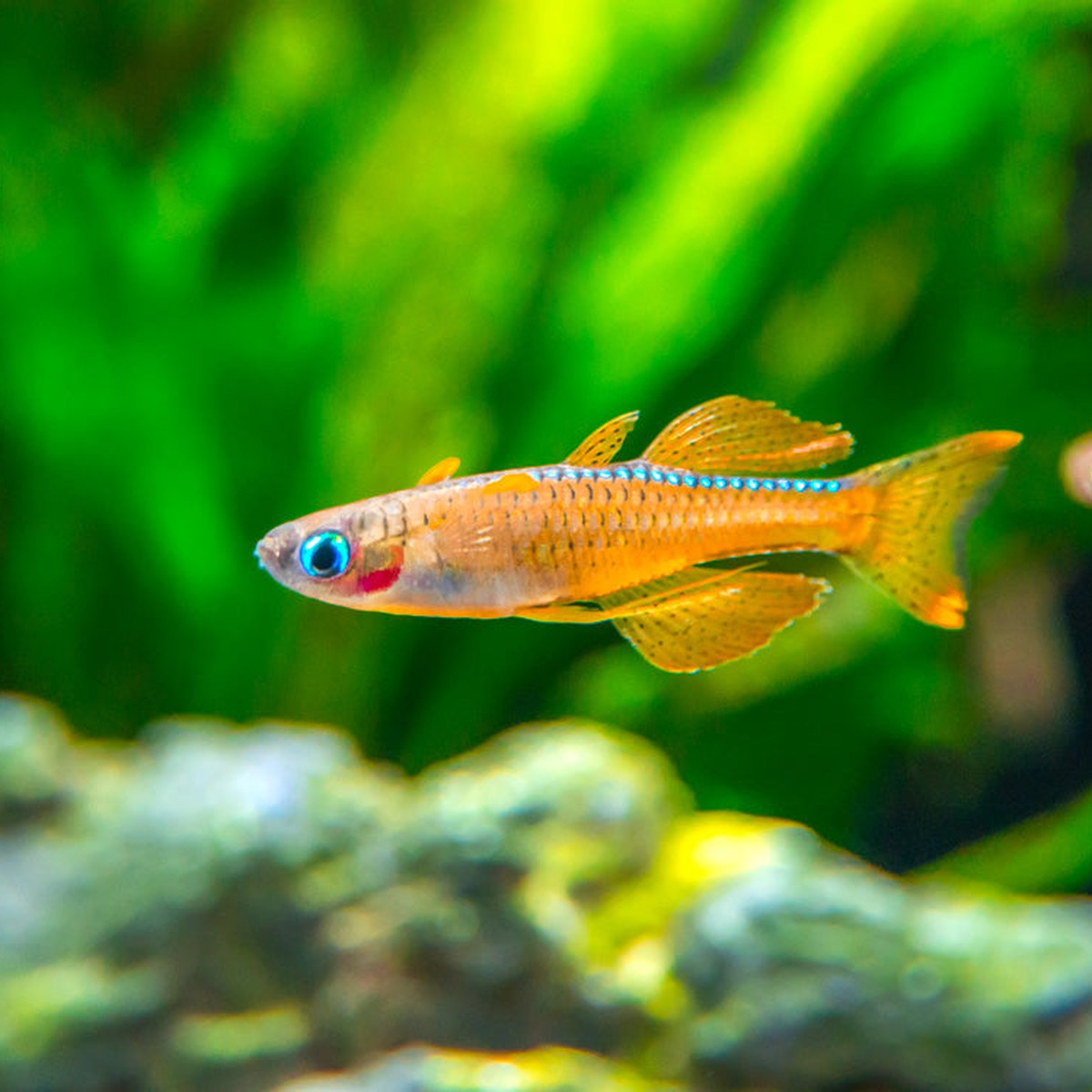 Red Neon Blue Eye Rainbow