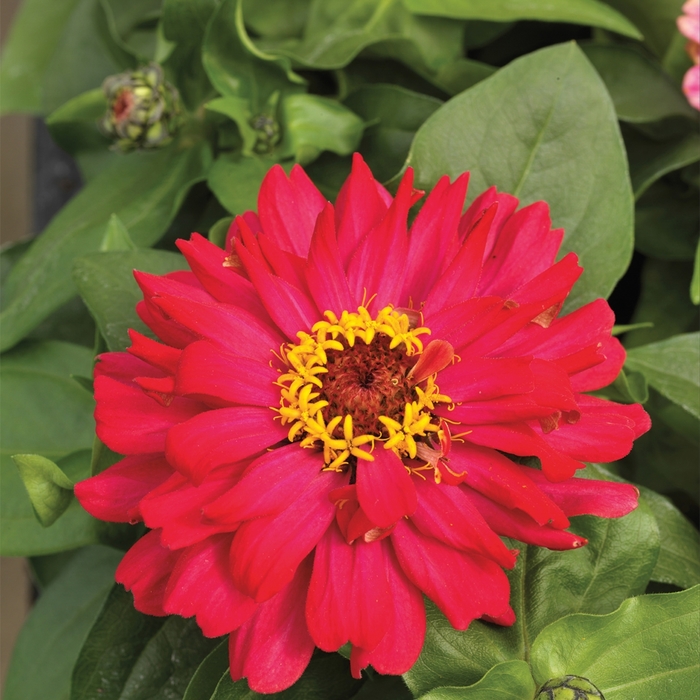 Zinnia Short stuff Mix 1 Gal