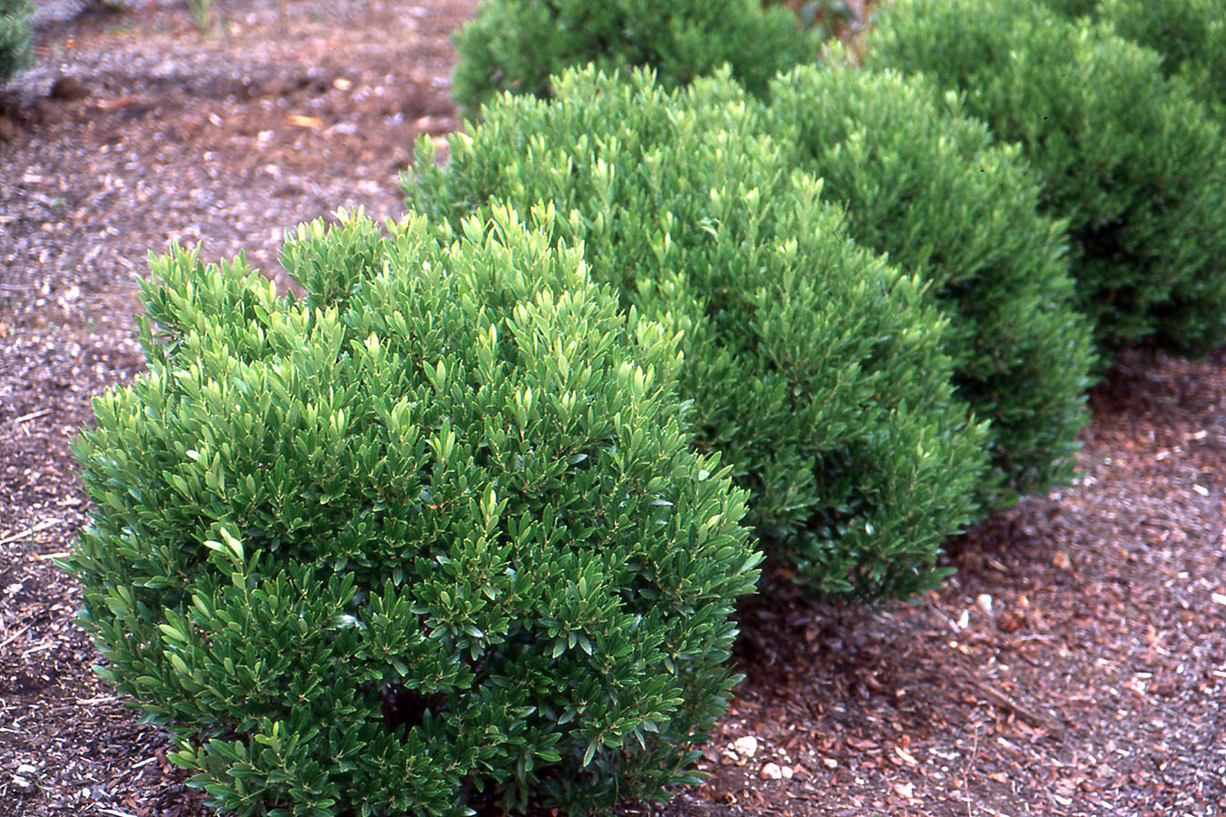 Inkberry Holly