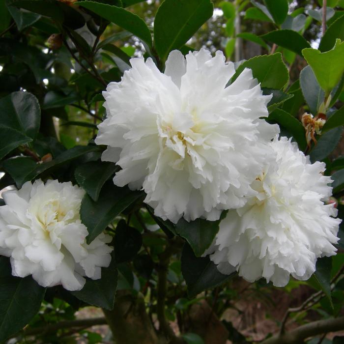 Camellia Magic Orchid 5 Gal