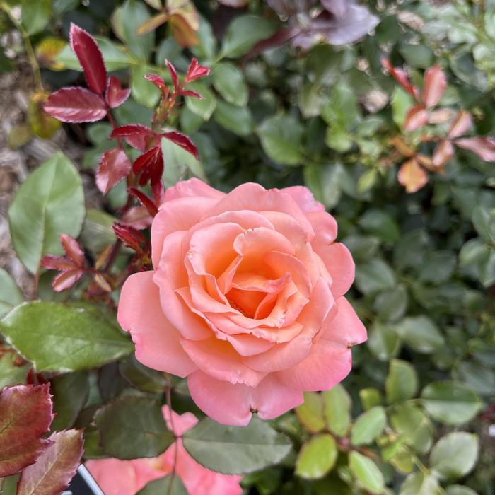 Rose Castle 2 Gal