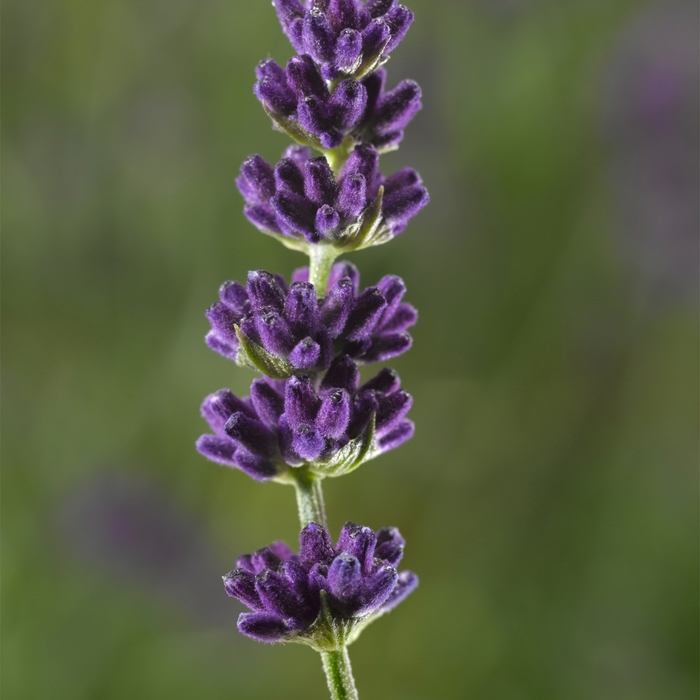 Lavender Elegance Purple 1 Gal