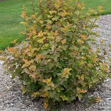 Amber Jubilee Ninebark (Physocarpus), 3 gallon