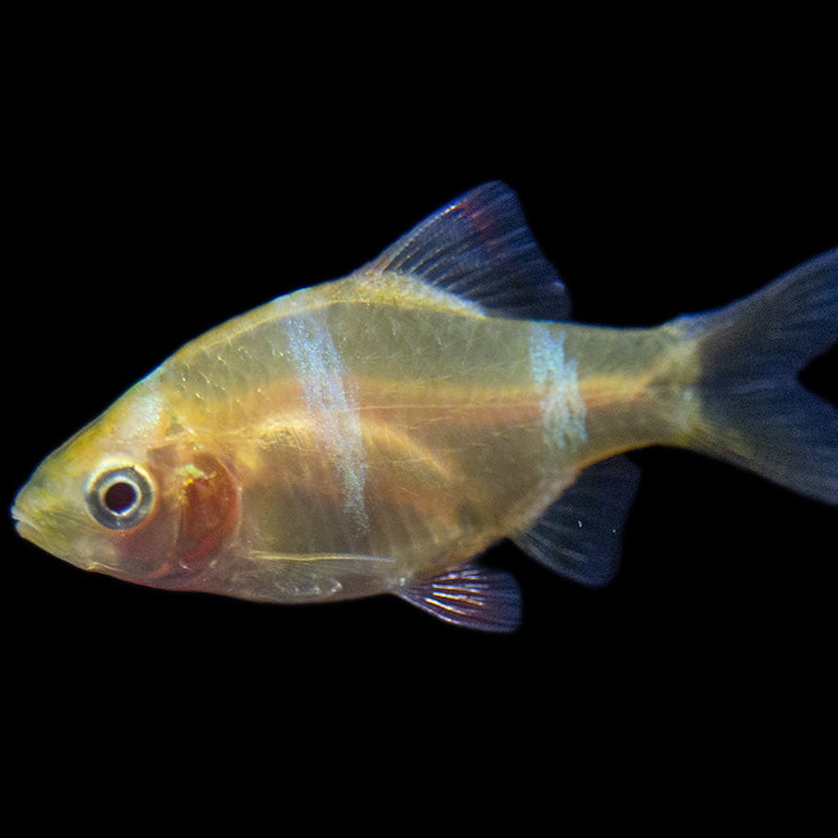 Albino Tiger Barb