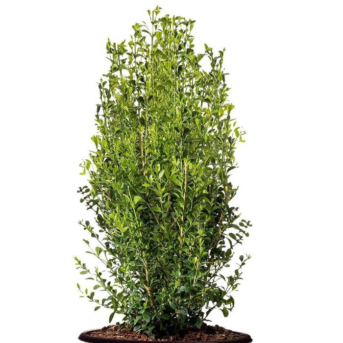 Boxwood New Gen Freedom 3 Gal