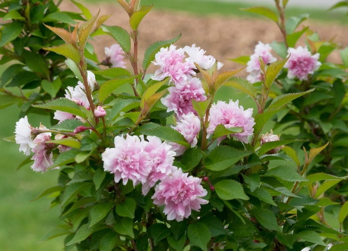 Lantana Little Lucky Peach Quart