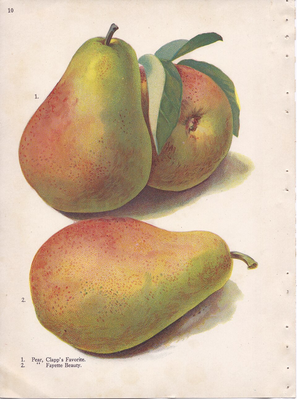 Pear Semi-Dwarf Clapps Favorite