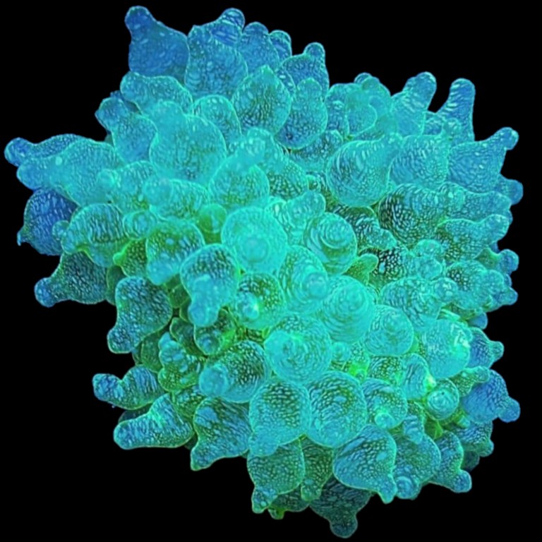 Acid Drop Bubbletip Anemone