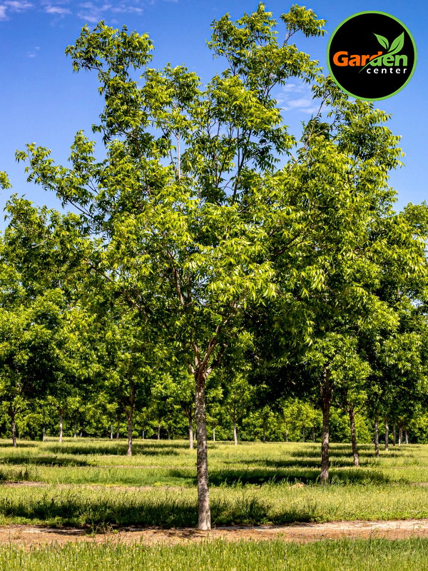 Pecan Tree at Garden Center of Las Cruces