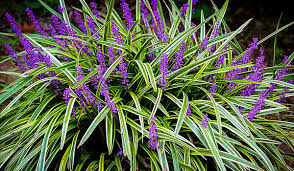Variegated Liriope
