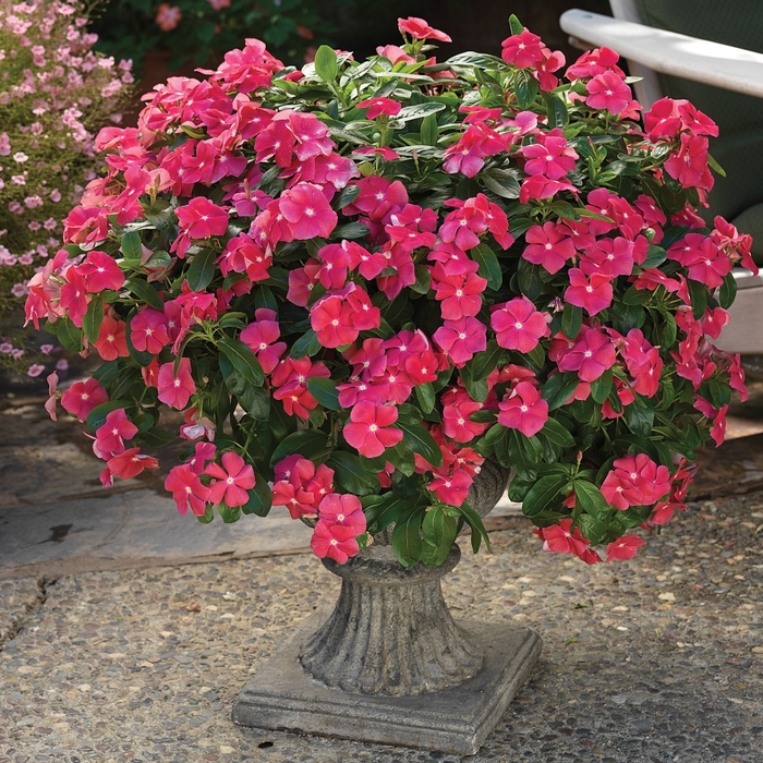 Vinca Cora Cascade Lavender Quart