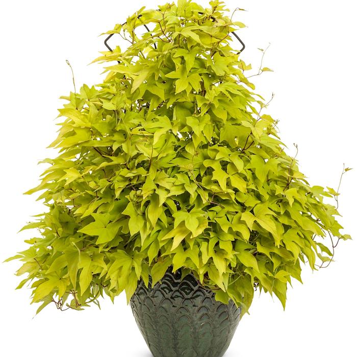 Sweet Potato Vine Sidekick Bronze Heat Quart