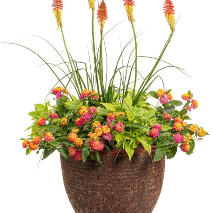 Kangaroo Paw Bush Glow 1 Gal