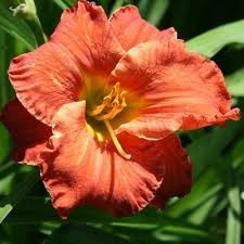 Caribbean Coral Kokomo Daylily (Hemerocallis), 1 gallon