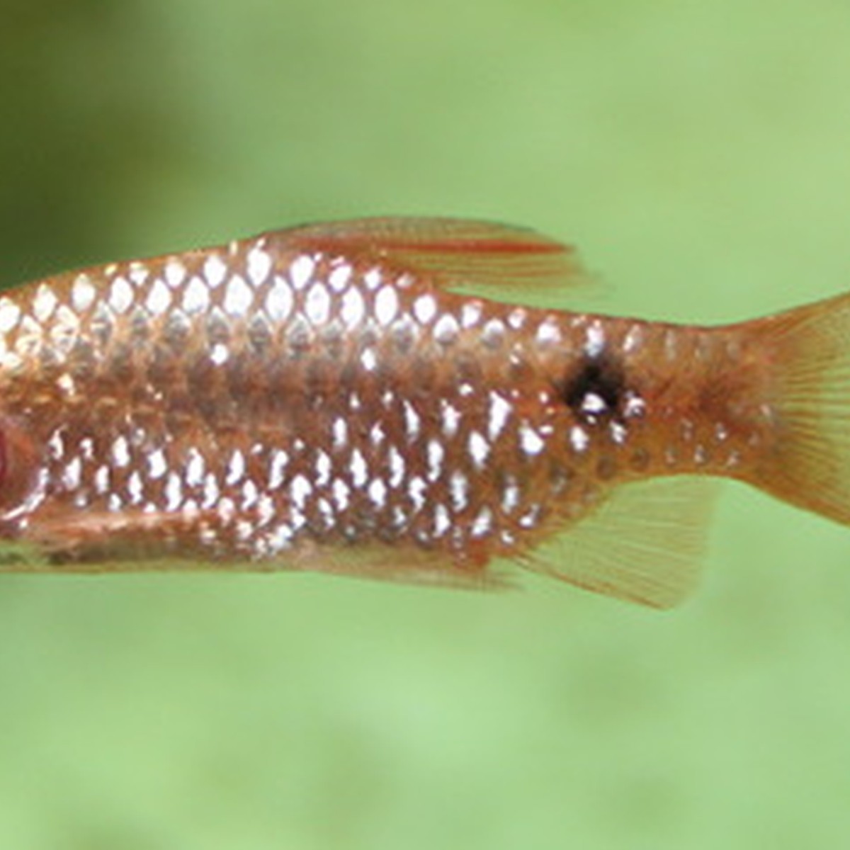 Rosy Barb