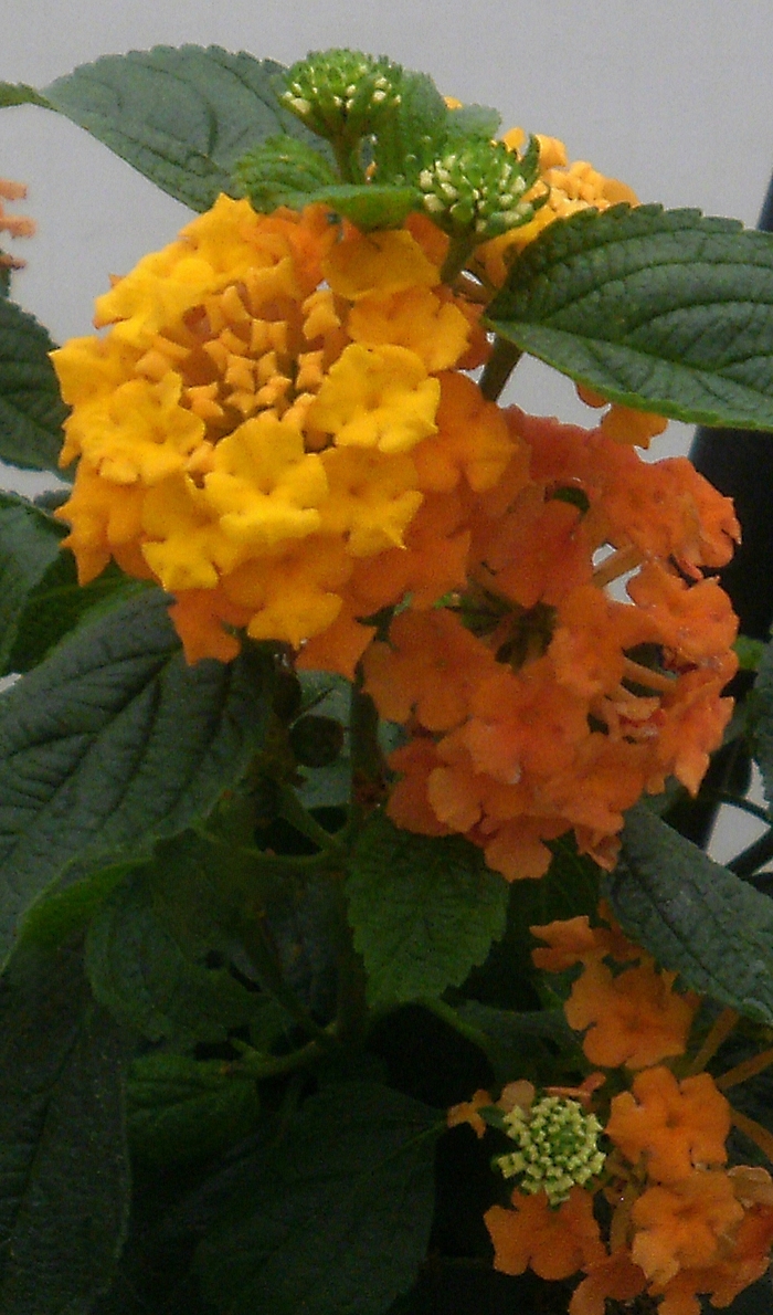 Lantana Little Lucky Hot Pink Quart