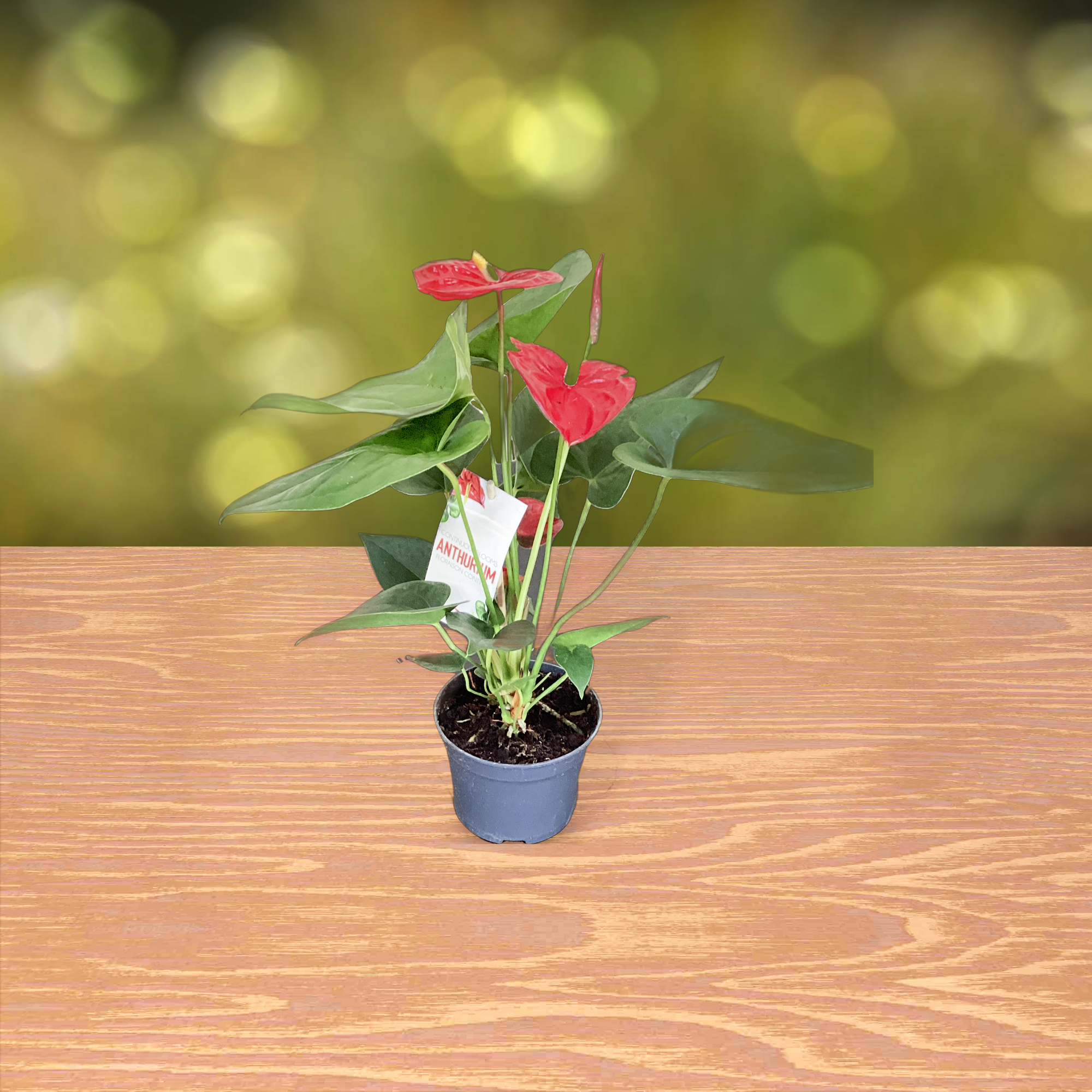 Anthurium