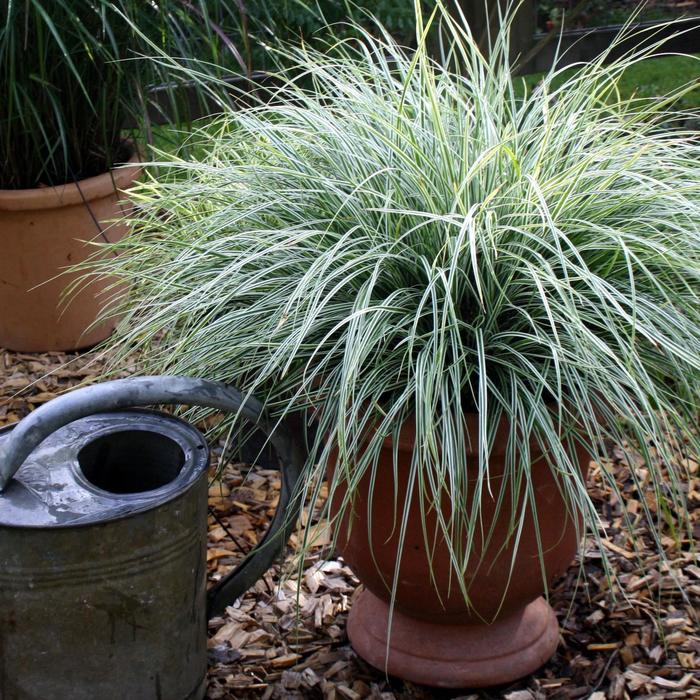 Carex Evercolor Everglow 1 Gal