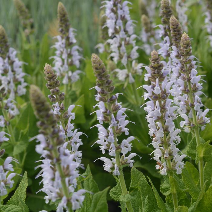 Salvia Blue Bouquetta 1 Gal