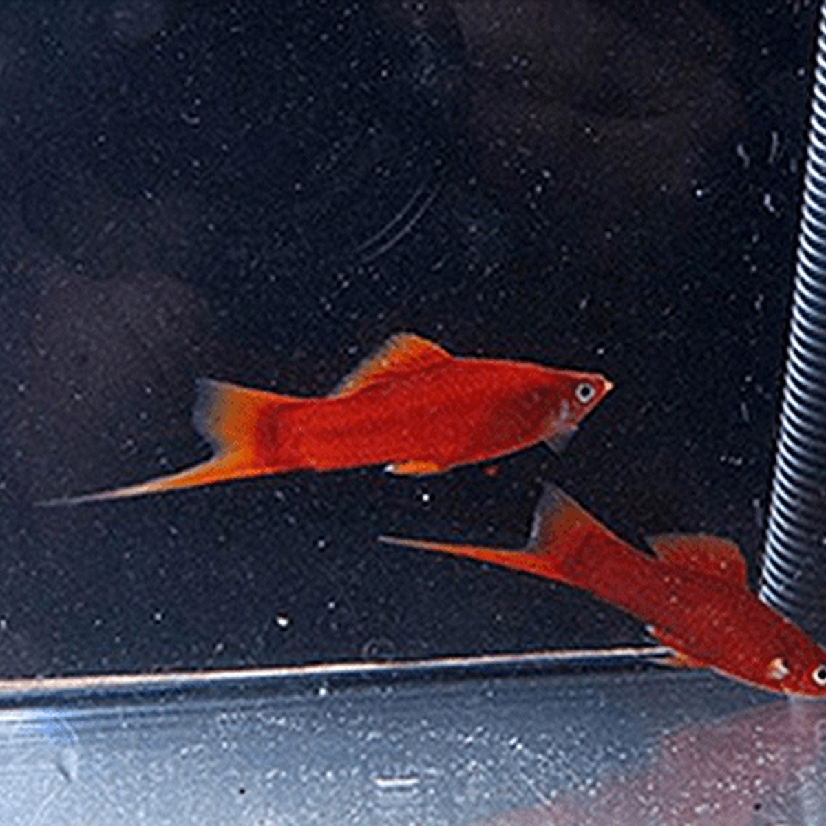 Velvet Swordtail